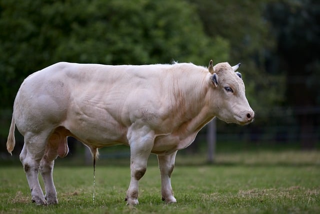 affiliate marketing firms