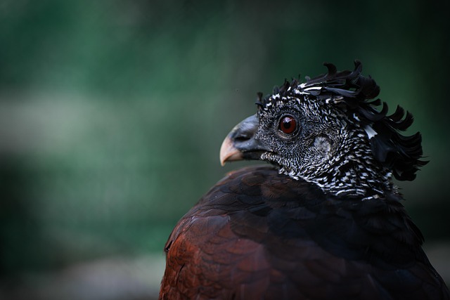 great affiliate programs