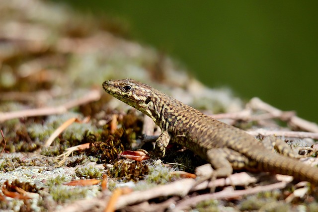 list of crawler user agents